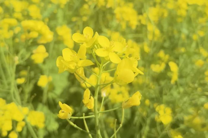 山西春季有哪些适合踏青野餐的地方推荐 山西春季有哪些适合踏青野餐的地方推荐