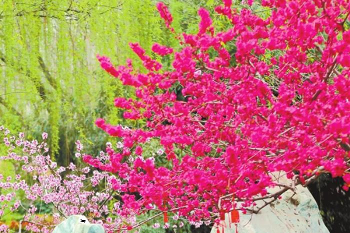 河南春季有哪些赏花的地方推荐 河南春季有哪些赏花的地方推荐