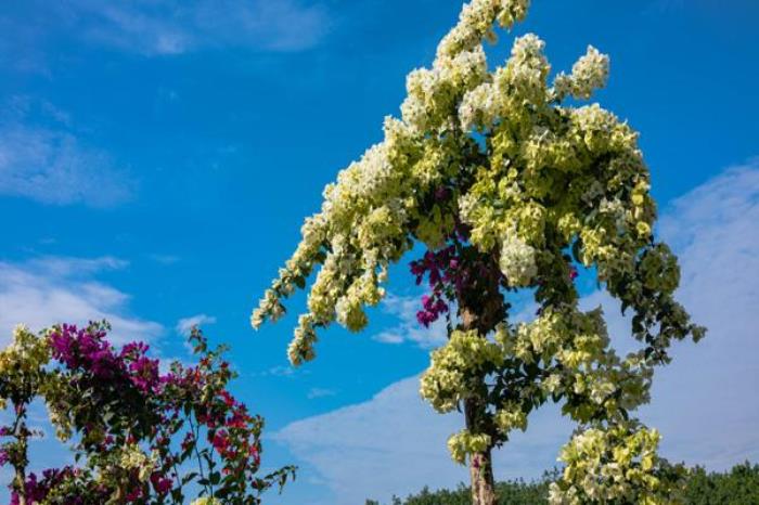 高州粤龙山风景区有什么好玩的