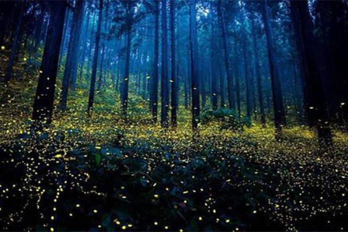 成都萤火虫观赏点有哪些