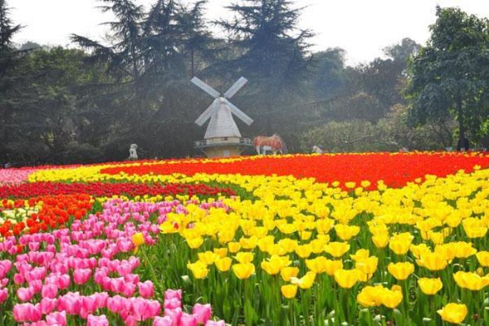 蝶彩花卉园