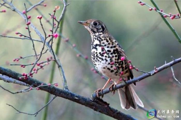 深圳野生动物园 深圳野生动物园