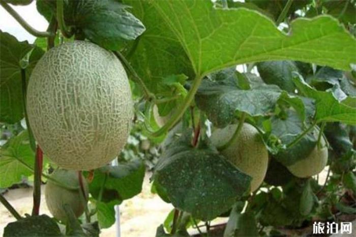 简阳哈密瓜采摘地址 附2020简阳哈密瓜采摘节信息 简阳哈密瓜采摘地址 附2020简阳哈密瓜采摘节信息