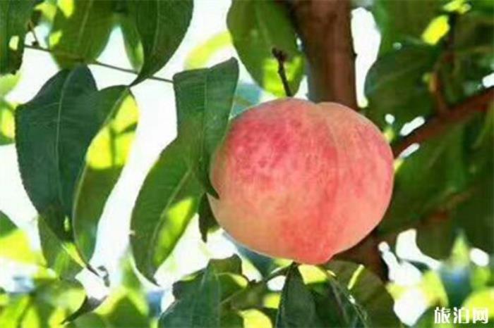 丁宅水蜜桃采摘基地 采摘时间 丁宅水蜜桃采摘基地 采摘时间