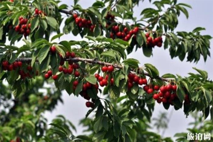 北京京郊五大樱桃园开园 附采摘指南 北京京郊五大樱桃园开园 附采摘指南