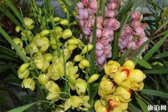 2020河源市商业中心壹号广场迎春花市1月12日开启 持续时间+地点 2020河源市商业中心壹号广场迎春花市1月12日开启 持续时间+地点