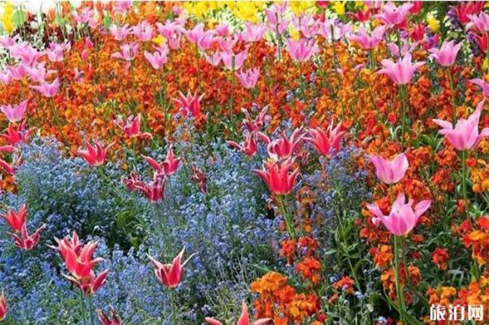 罗湖迎春花市一般在哪举办 2020罗湖体育馆迎春花市1月16日开启持续时间+地点 罗湖迎春花市一般在哪举办 2020罗湖体育馆迎春花市1月16日开启持续时间+地点