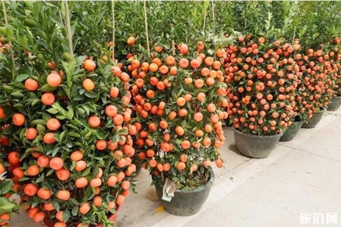 2020江门台山迎春花市1月15日开启 持续时间+活动内容 2020江门台山迎春花市1月15日开启 持续时间+活动内容