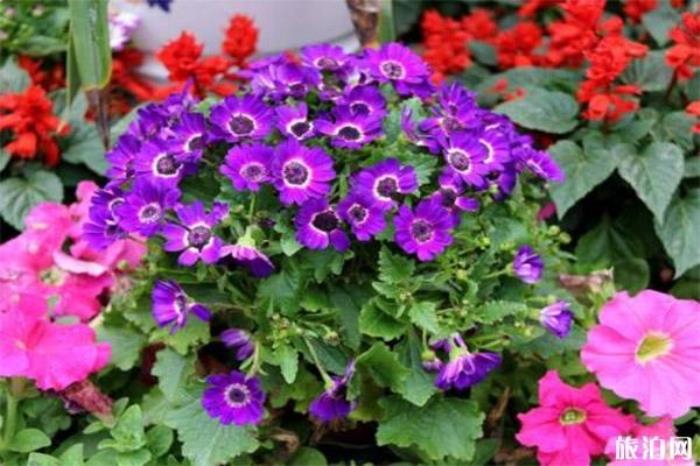 2020东莞东城迎春花市1月15日开启 持续时间+活动内容 2020东莞东城迎春花市1月15日开启 持续时间+活动内容