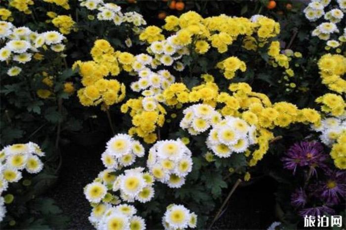 2020东莞南城迎春花市1月19日开启 持续时间+地点 2020东莞南城迎春花市1月19日开启 持续时间+地点