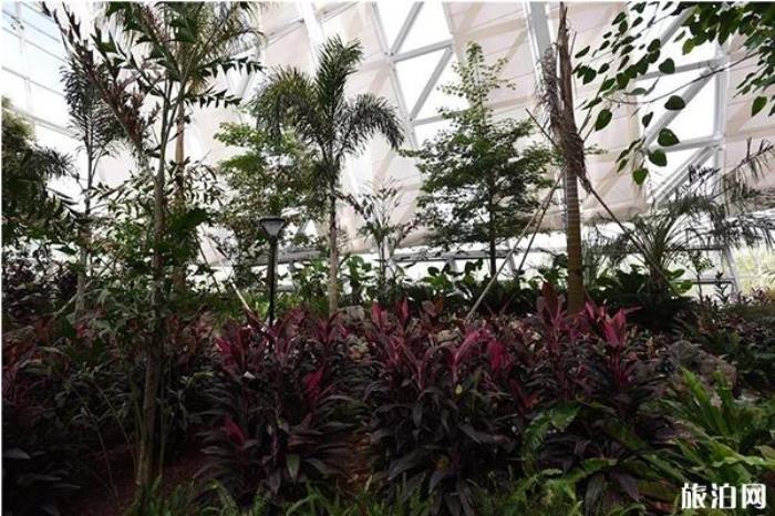 长春公园新建“热带雨林”科普园 在哪-怎么样 长春公园新建“热带雨林”科普园 在哪-怎么样