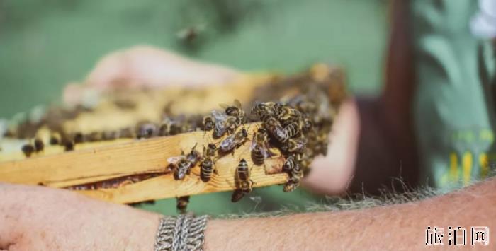 来拉脱维亚有哪些特色美食 拉脱维亚有哪些美食不能错过 来拉脱维亚有哪些特色美食 拉脱维亚有哪些美食不能错过