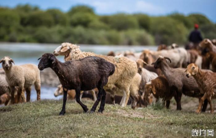 哪个草原的羊肉最好吃 哪里的草原羊肉最好 哪个草原的羊肉最好吃 哪里的草原羊肉最好