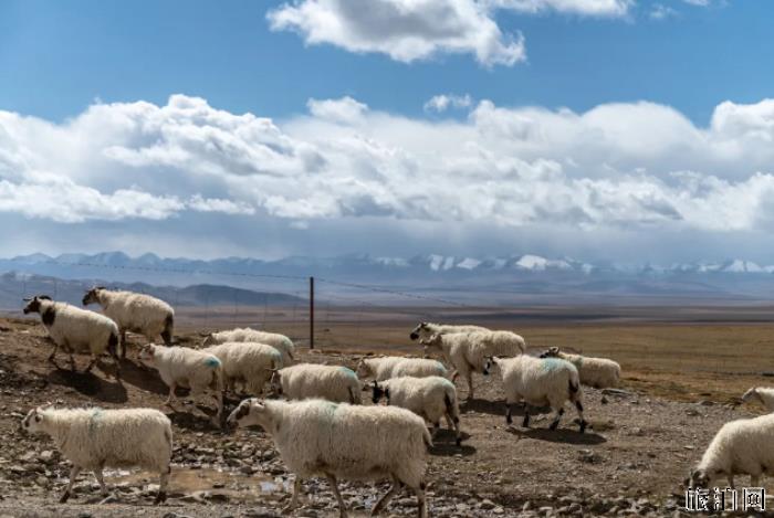 哪个草原的羊肉最好吃 哪里的草原羊肉最好 哪个草原的羊肉最好吃 哪里的草原羊肉最好