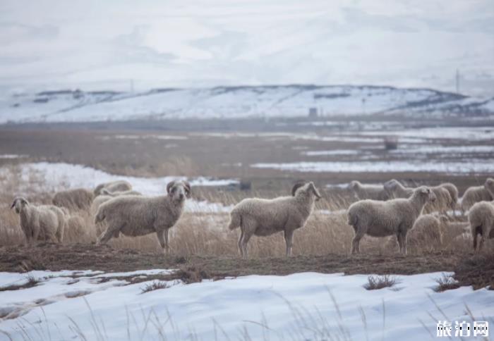 哪个草原的羊肉最好吃 哪里的草原羊肉最好 哪个草原的羊肉最好吃 哪里的草原羊肉最好