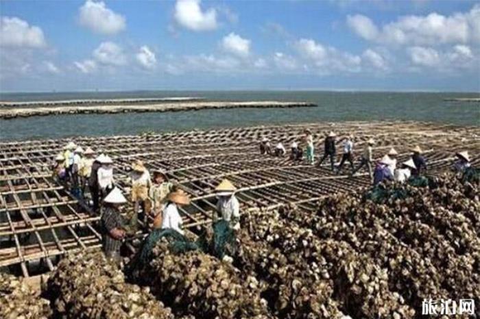 2019钦州蚝情节10月29日开启 附活动时间安排 2019钦州蚝情节10月29日开启 附活动时间安排