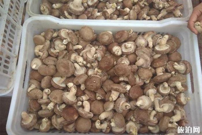 太白山国家森林公园有什么吃的 太白山国家森林公园有什么吃的