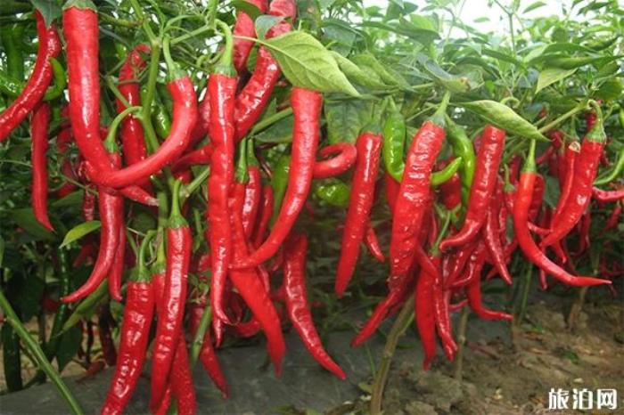 太白山国家森林公园有什么吃的 太白山国家森林公园有什么吃的