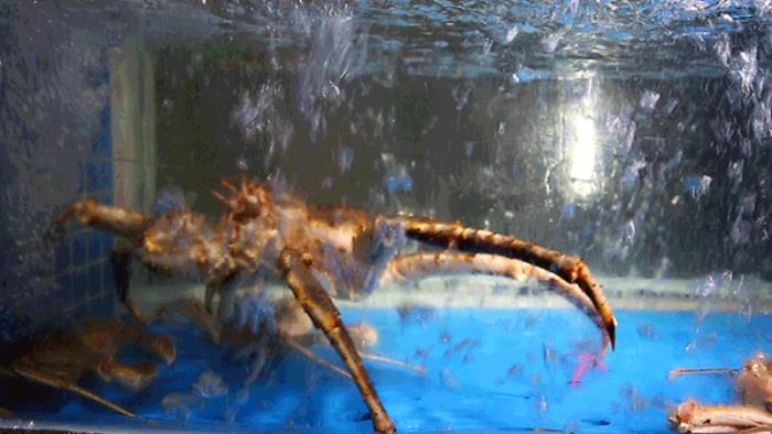 徐记海鲜武汉店开业了吗+地址+介绍 徐记海鲜武汉店开业了吗+地址+介绍