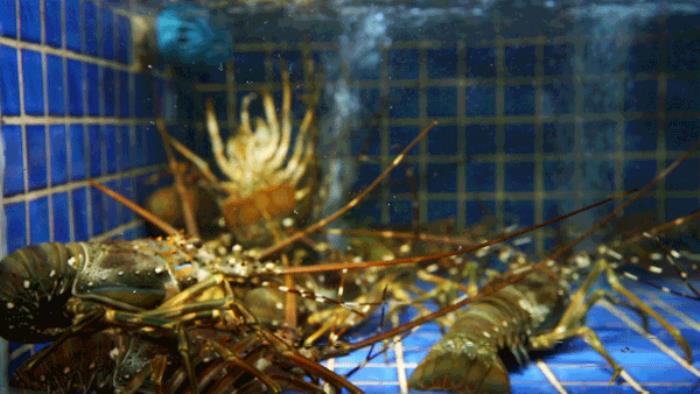 徐记海鲜武汉店开业了吗+地址+介绍 徐记海鲜武汉店开业了吗+地址+介绍