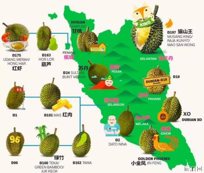 猫山王榴莲多少钱 猫山王榴莲什么季节熟 猫山王榴莲多少钱 猫山王榴莲什么季节熟