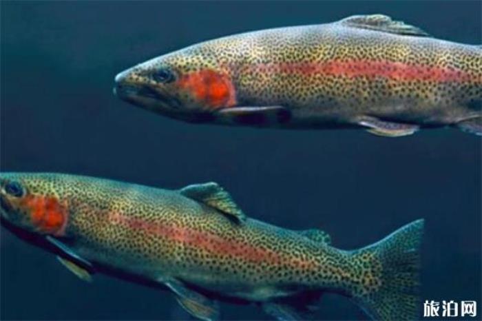 挪威哪里养殖三文鱼 虹鳟鱼和三文鱼的区别